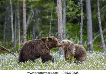 She-bear with a cub in a clearing among the white flowers on the forest background. Summer. Finland.
