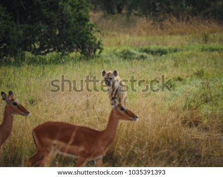 Hyena overlooking herd of impala