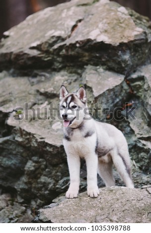 Puppy husky staying on rocks looking aside
