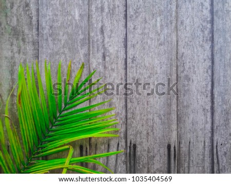 Green leave of coconut palm tree with gray wooden background