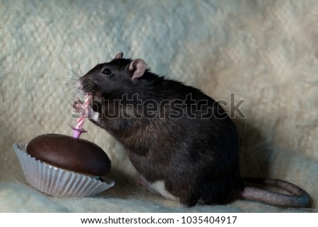 black rat eating a cake with a candle