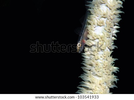 Many-host Goby (Pleurosicya Mossambica) on a Whip Coral, Lembeh Strait, Indonesia