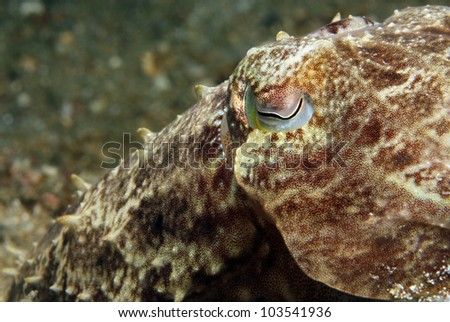 Close-up of a Broadclub Cuttlefish (Sepia Latimanus), Lembeh Strait, Indonesia