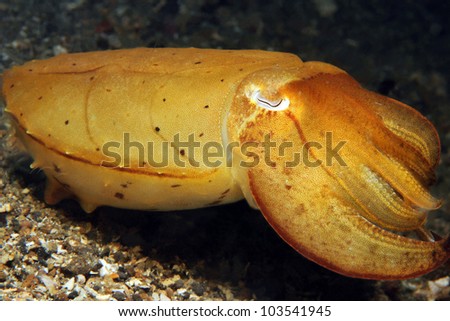 Broadclub Cuttlefish in Yellow (Sepia Latimanus), Lembeh Strait, Indonesia