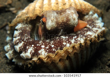 Coconut Octopus (Amphioctopus Marginatus) taking Shelter between Seashells, Lembeh Strait, Indonesia