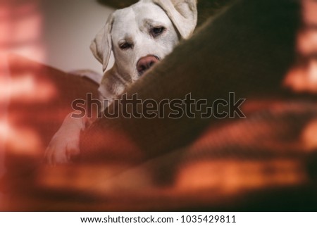 young cute labrador retriever dog puppy sleeping tired on couch at home
