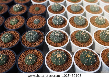 Cactus astrophytum asterias 