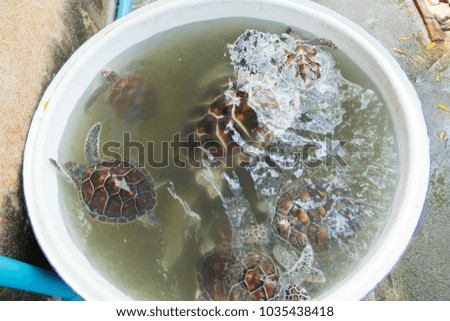 sea turtle in breeding farm