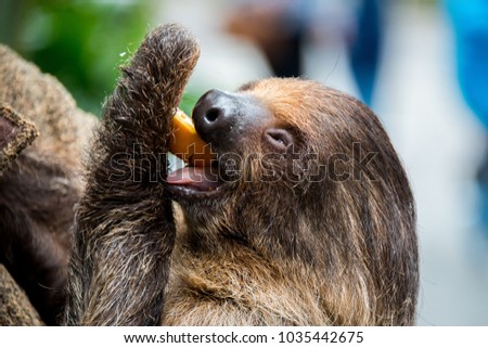 Brown sloth eating orange carrots at the zoo.