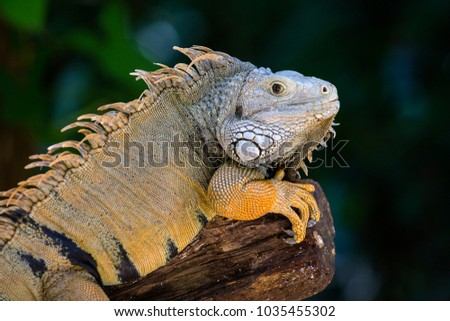 Head of iguana in nature, close up