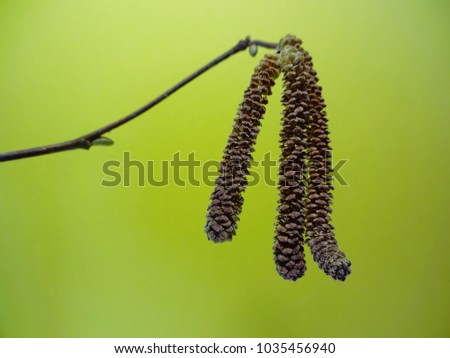 Flowers of a common hazel in february - Blüten einer gemeinen Haselnuss im Februar
