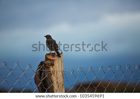 patagonian mockingbrid, Patagonia, Argentina, South America