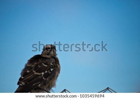 patagonian mockingbrid, Patagonia, Argentina, South America
