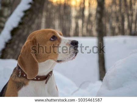 portrait of Beagle dog on sunset background in winter evening