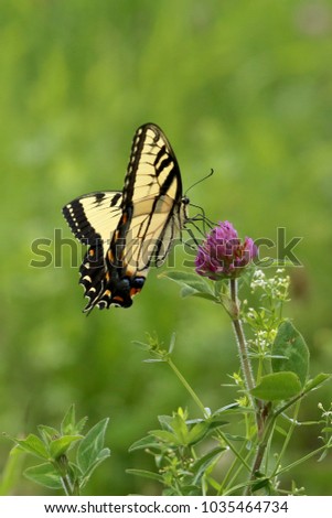 Eastern tiger swallowtail drinking nectar from a clover bloom growing in an open field.  Summertime in  Wallingford, CT.