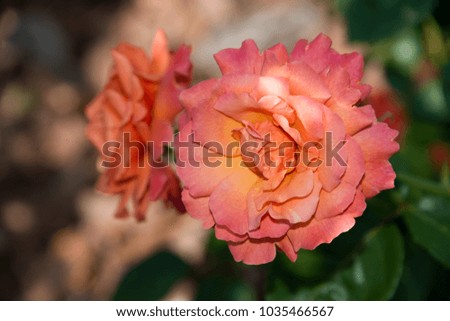 Pale orange rose flower in late afternoon light