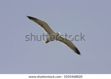 Flying gull with blue sky