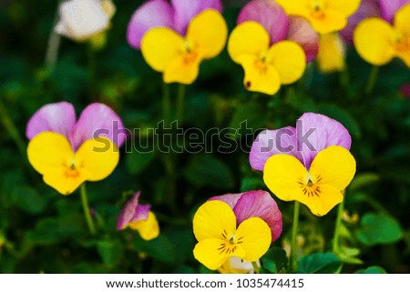 Flowerbed full of purple and yellow garden pansy in full bloom.