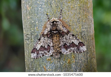 Oak Beauty moth ( Biston strataria ) in the family Geometridae. Sitting on a tree trunk