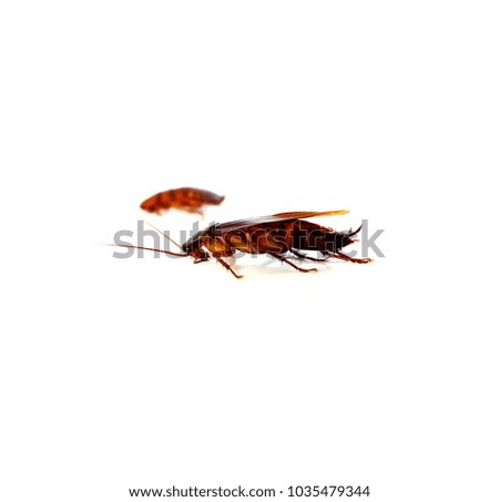 Cockroach insect isolated on white background.