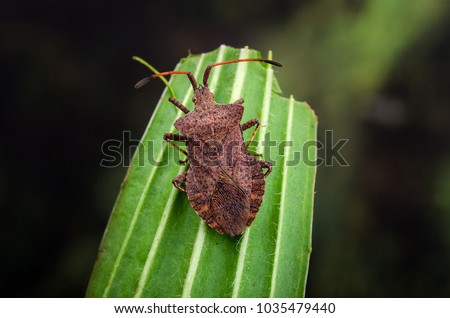 Dock Bug ( Coreus marginatus ) a species of True Bug in the family Coreidae.  Royalty-Free Stock Photo #1035479440