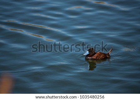 andean ruddy duck, Patagonia, Argentina