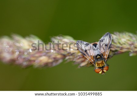 Tachinidae, tachina flie, stachinids