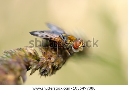 Tachinidae, tachina flie, stachinids