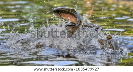 Jumping rainbow trout in Michigan Royalty-Free Stock Photo #1035499927