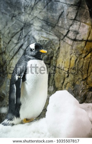 Penguin Gentoo portrait