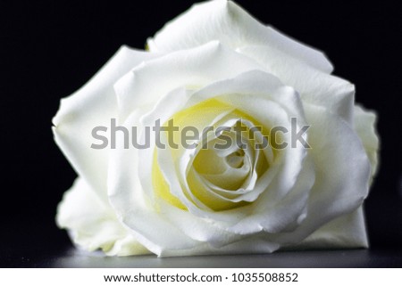single white rose 