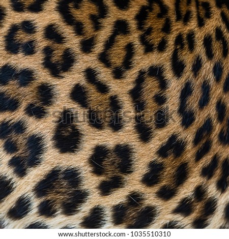 Close up leopard fur background.
