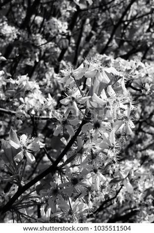 Black and White Photograph Of Blossoming White Bradford Pear Tree