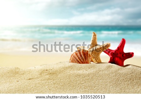 Shell on beach and summer time 