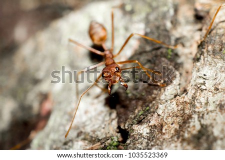 Close up Red ant on tree at day time background.