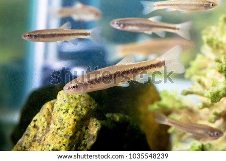 Korean minnow or Upstream fat minnow from Bukhan mountain Royalty-Free Stock Photo #1035548239