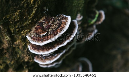  Mushrooms growing on a live tree in the forest.
