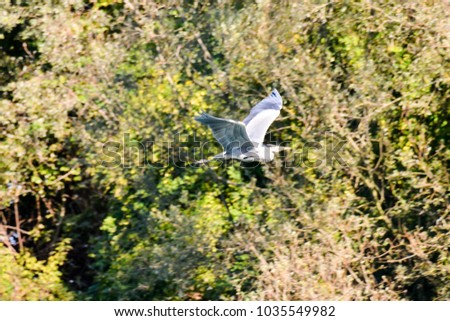 Photo Picture of a Great Blue Heron Flying