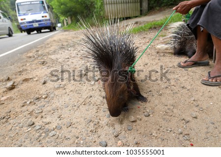 Porcupine in Sri Lanka
