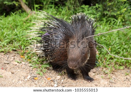 Porcupine in Sri Lanka
