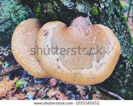Yellow mushrooms growing on a tree trunk inside connecticut woods United states.