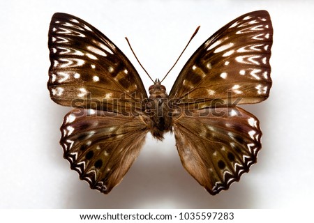 Butterfly specimen korea,Dichorragia nesimachus Boisduval,Constable Butterfly,Female 