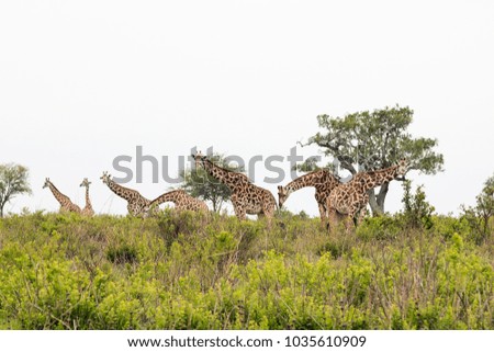 Giraffe in the African savanna