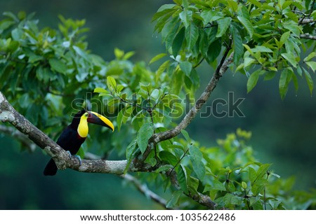 Nature travel in central America. Keel-billed Toucan, Ramphastos sulfuratus, bird with big bill. Toucan sitting on the branch in the forest, Boca Tapada, green vegetation, Costa Rica.
