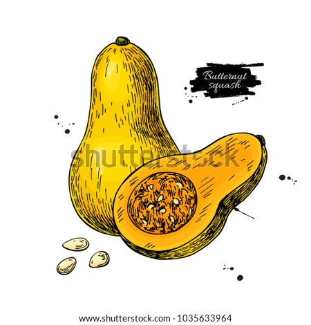 Butternut squash drawing. Isolated vegetable with sliced piece and seeds illustration. Detailed vegetarian food sketch. Farm market product.
