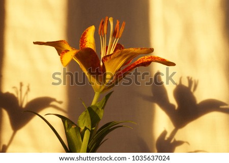 Orange lily flower, Lilium Pensylvanicum
