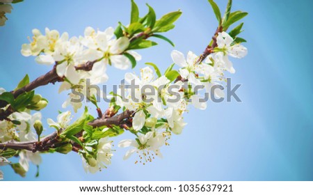 flowering trees, spring. Selective focus.