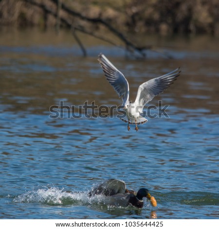 Wildlife photo - Common gull flies over the lake in sunny winter day, Danubian wetland, Slovakia, Europe