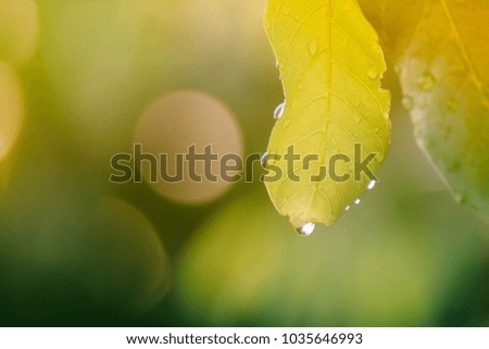 Rain with leaves
