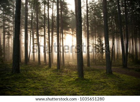 mystery forest in morning sunrise time Royalty-Free Stock Photo #1035651280